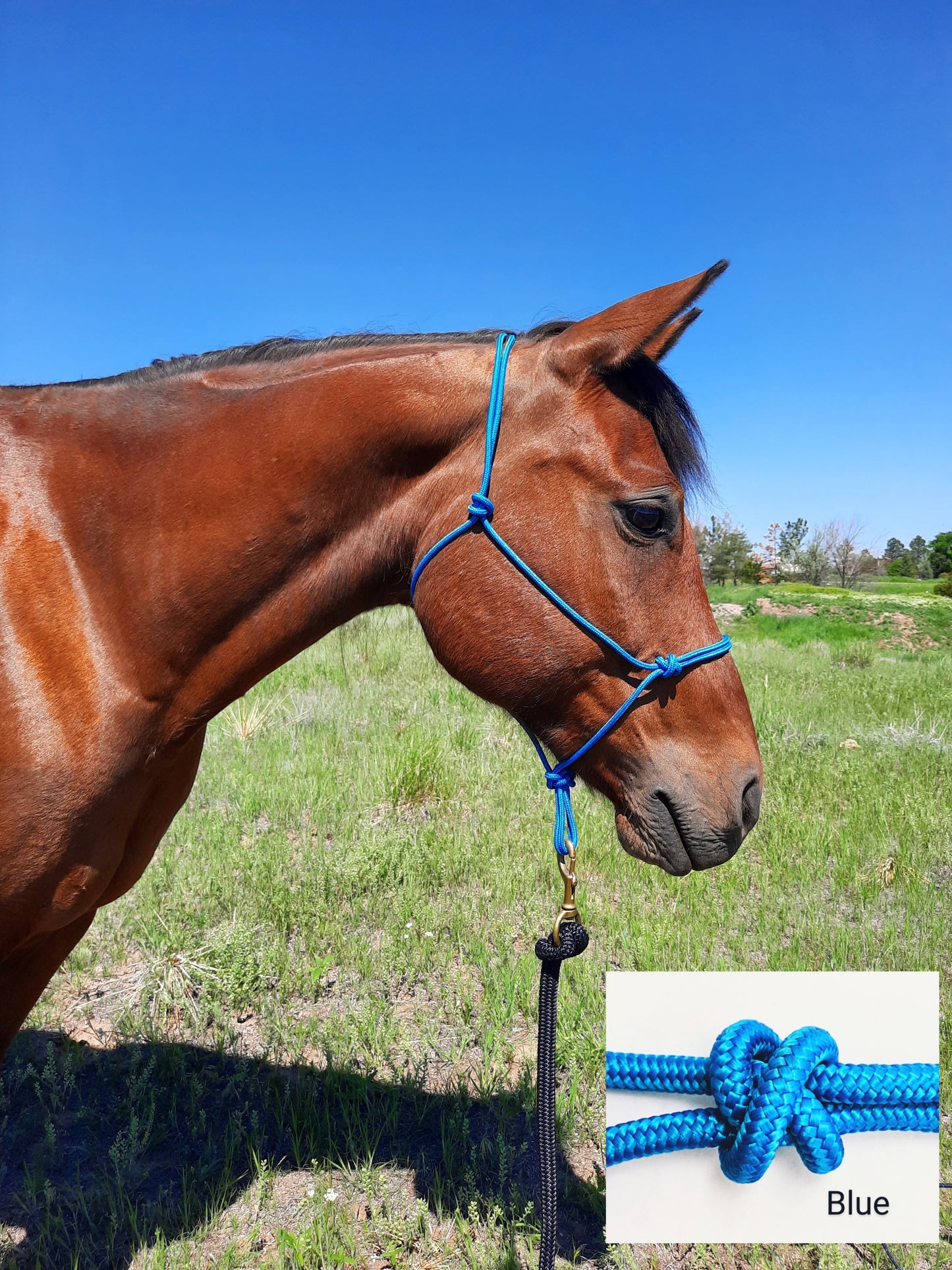 2 Knot Stiff Rope Halter ( Variety of Colors Available )